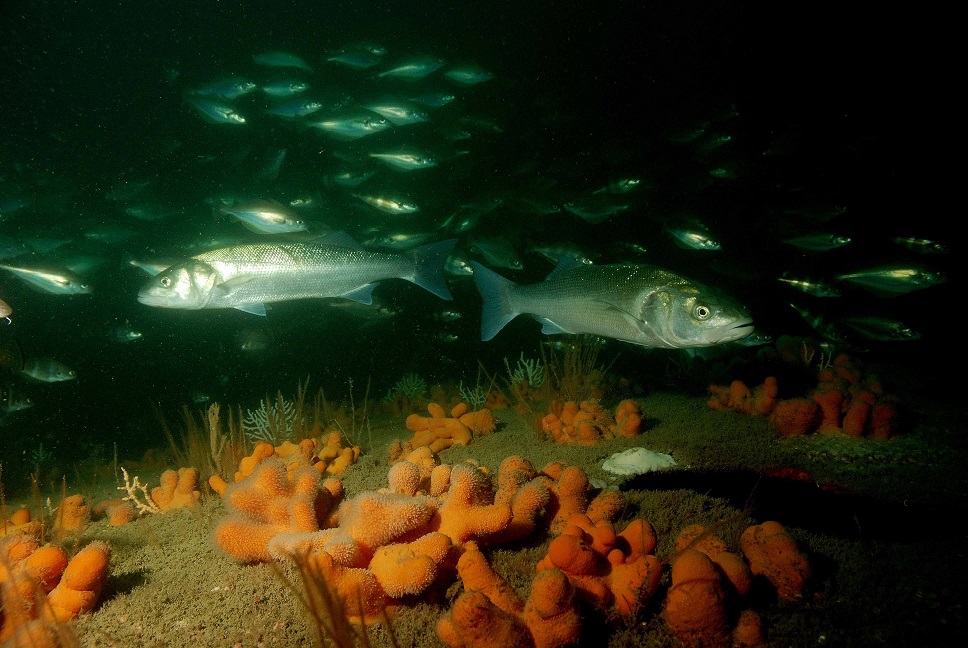 La pêche la queue lécaille de vidéo